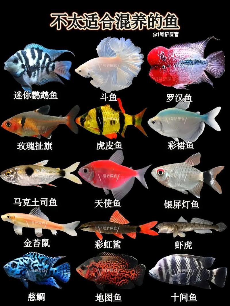 新手混養(yǎng)魚的最佳搭配有哪些？