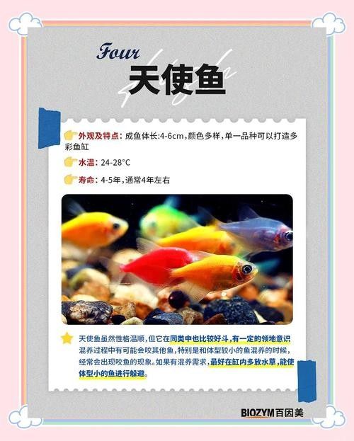 新手混養(yǎng)魚的最佳搭配有哪些？