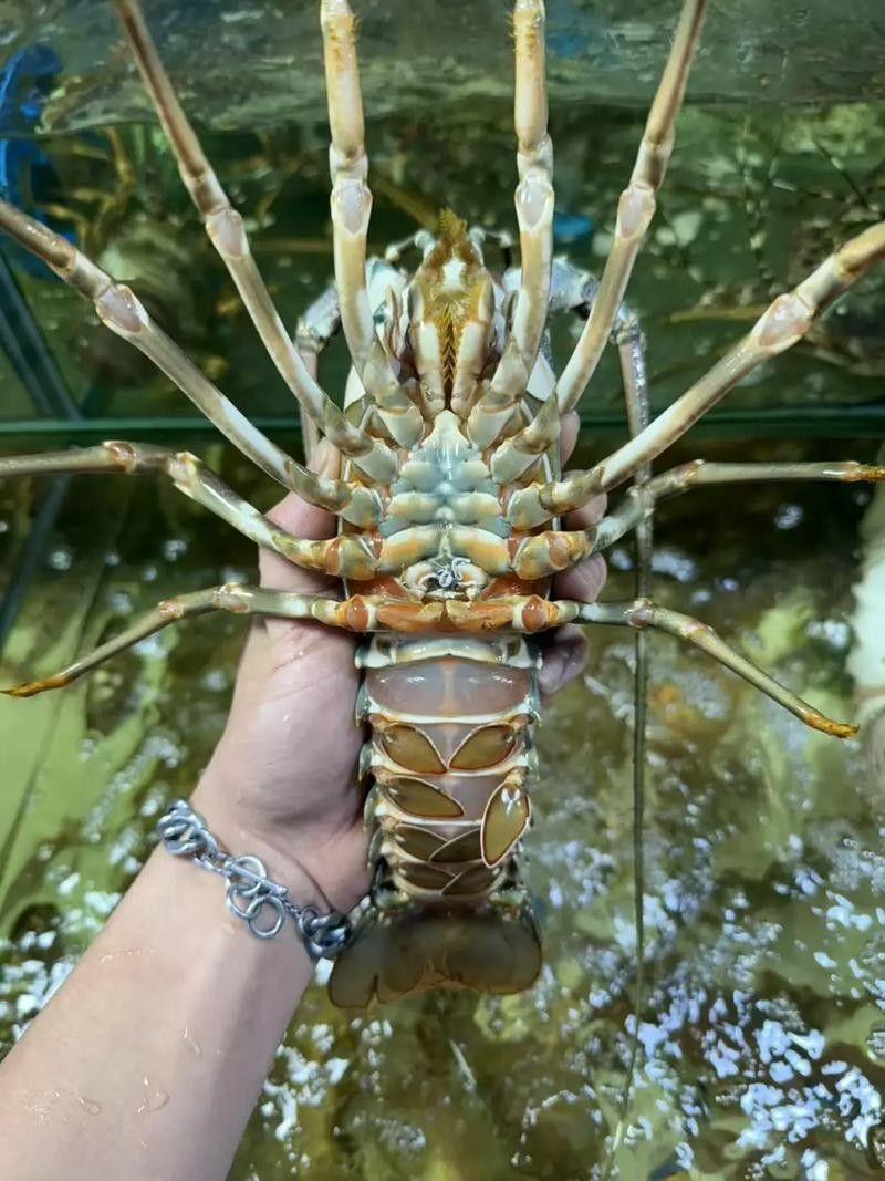 哪些蝦類適合喂龍魚（為龍魚選擇合適的蝦類時應考慮以下幾個因素，龍魚吃啥表格俠樂樂）