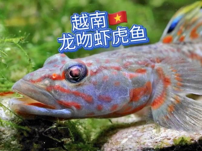哪些蝦類適合喂龍魚（為龍魚選擇合適的蝦類時應考慮以下幾個因素，龍魚吃啥表格俠樂樂）