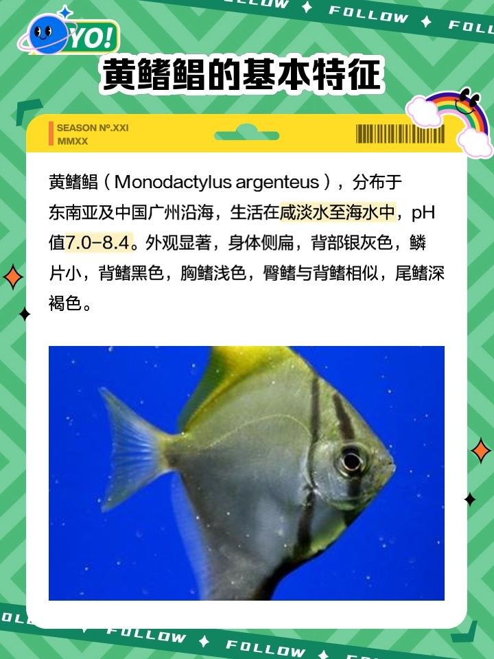如何提供黃鰭鯧所需的水質（黃鰭鯧養(yǎng)殖注意事項）