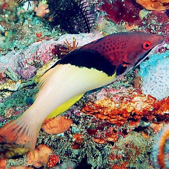 紅龍海水魚吃珊瑚嗎（紅龍海水魚吃珊瑚嗎？） 紅龍海水魚吃珊瑚嗎（紅龍海水魚吃珊瑚嗎？） 觀賞魚百科 第4張