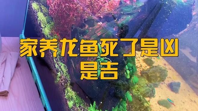家養(yǎng)龍魚死了是兇是吉（家養(yǎng)龍魚突然死了是兇是吉?jiǎng)∮腥键c(diǎn)）