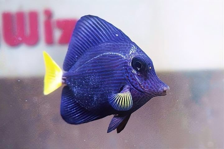 龍魚側(cè)線孔突出會(huì)自愈嗎（魚側(cè)線孔突出會(huì)自愈嗎龍魚側(cè)線孔突出會(huì)自愈嗎） 龍魚側(cè)線孔突出會(huì)自愈嗎（魚側(cè)線孔突出會(huì)自愈嗎龍魚側(cè)線孔突出會(huì)自愈嗎） 龍魚百科 第2張