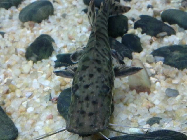 鴨嘴魚常見的病（鴨嘴魚養殖過程中可能會遇到多種疾病，可能會遇到多種疾病）