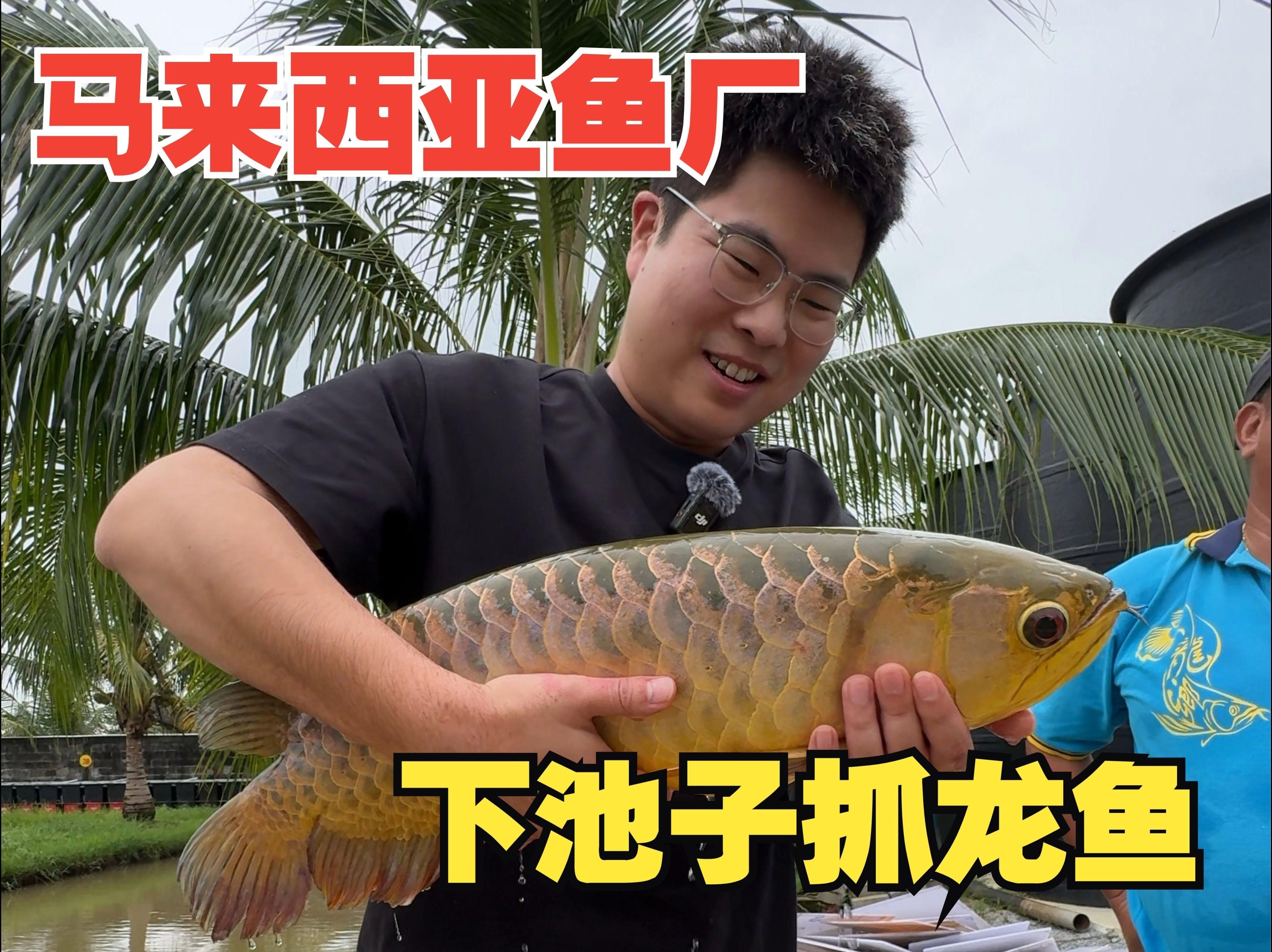 十大最貴龍魚價格表（十大最貴龍魚價格表，你知道嗎）