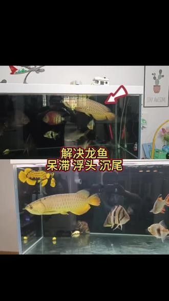 龍魚沉尾手術風險大嗎（觀賞魚世界史上最專業的紅龍魚飼養技術人人人文庫）