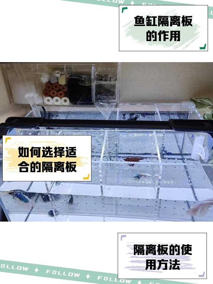 如何安裝龍魚混養隔離板？（龍魚混養隔離板如何安裝）