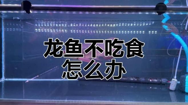 紅龍魚不愛吃東西是怎么回事？（·語文心師者·語文分析龍魚拒食原因及治療方法） 紅龍魚不愛吃東西是怎么回事？（·語文心師者·語文分析龍魚拒食原因及治療方法） 觀賞魚百科 第1張