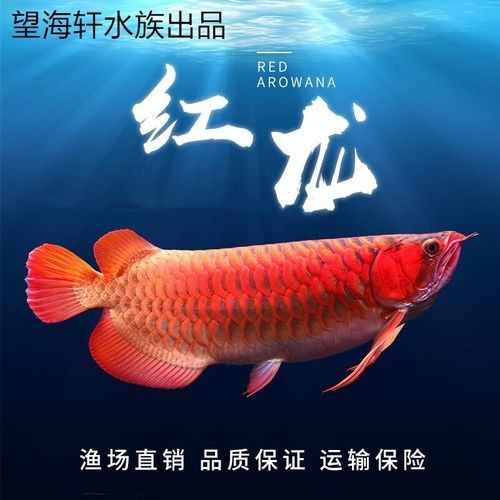 50公分紅龍魚價格查詢（50公分紅龍魚價格查詢：50公分紅龍魚價格多少錢一條瓜瓜樂園）