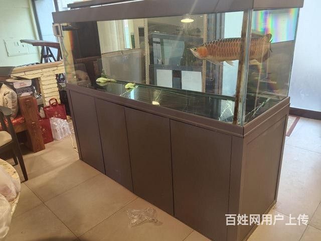 50公分紅龍魚價格查詢（50公分紅龍魚價格查詢：50公分紅龍魚價格多少錢一條瓜瓜樂園）