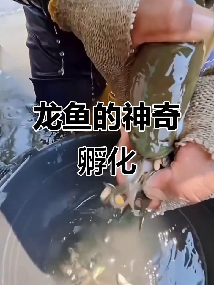 龍魚幾年鱉卵（龍魚幾年可以產(chǎn)一次“鱉卵”？）