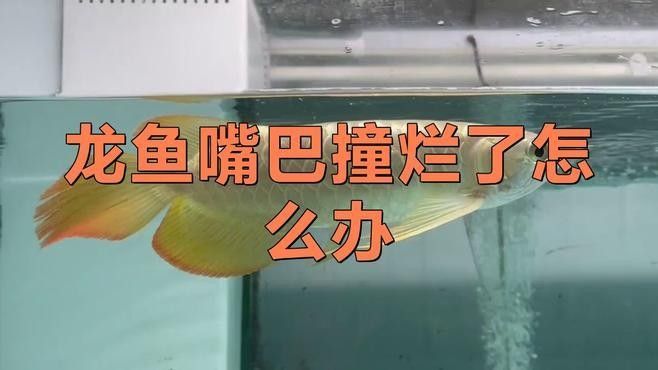 龍魚嘴角長疙瘩要警惕四種病 龍魚嘴角長疙瘩要警惕四種病 觀賞魚百科 第6張