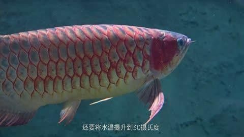 龍魚嘴發白怎么回事啊（龍魚嘴發白怎么辦）