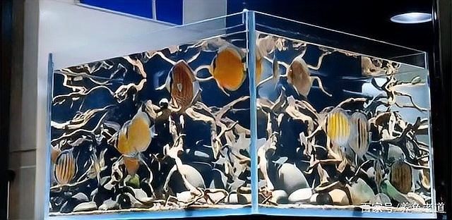 四大神獸魚混養需要哪些設備（四大神獸魚混養需要準備哪些設備）