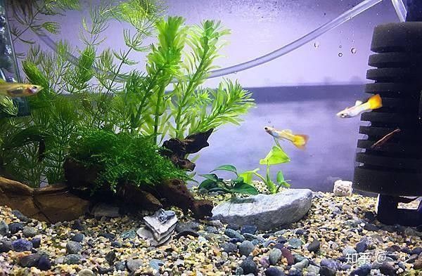 四大神獸魚混養需要哪些設備（四大神獸魚混養需要準備哪些設備）