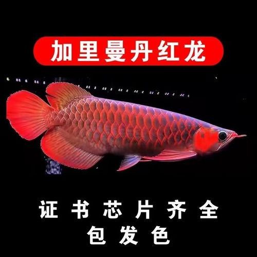 頂級紅龍魚品牌（頂級紅龍魚品牌介紹） 頂級紅龍魚品牌（頂級紅龍魚品牌介紹） 觀賞魚百科 第10張