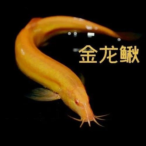 金龍鰍為什么不建議養（不推薦養金龍鰍的原因，不推薦養金龍鰍的原因包括以下幾點） 金龍鰍為什么不建議養（不推薦養金龍鰍的原因，不推薦養金龍鰍的原因包括以下幾點） 觀賞魚百科 第5張