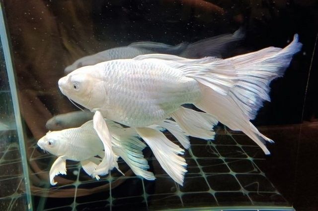 臺(tái)灣純種龍錦魚（臺(tái)灣純種龍錦魚是什么？）