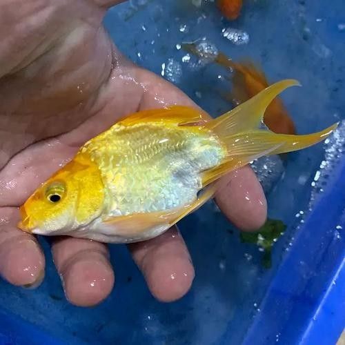 臺(tái)灣純種龍錦魚（臺(tái)灣純種龍錦魚是什么？）