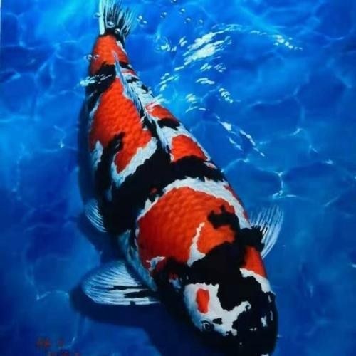 臺(tái)灣純種龍錦魚（臺(tái)灣純種龍錦魚是什么？）