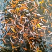 臺(tái)灣純種龍錦魚（臺(tái)灣純種龍錦魚是什么？）