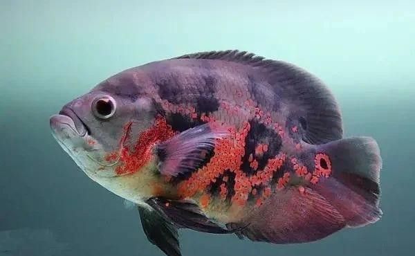地圖魚啃咬龍魚尾鰭怎么辦（地圖魚啃咬龍魚尾鰭的原因及解決方法及解決方法）