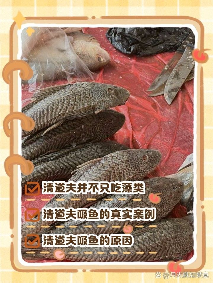 如何預防金龍魚再次吞食清道夫？