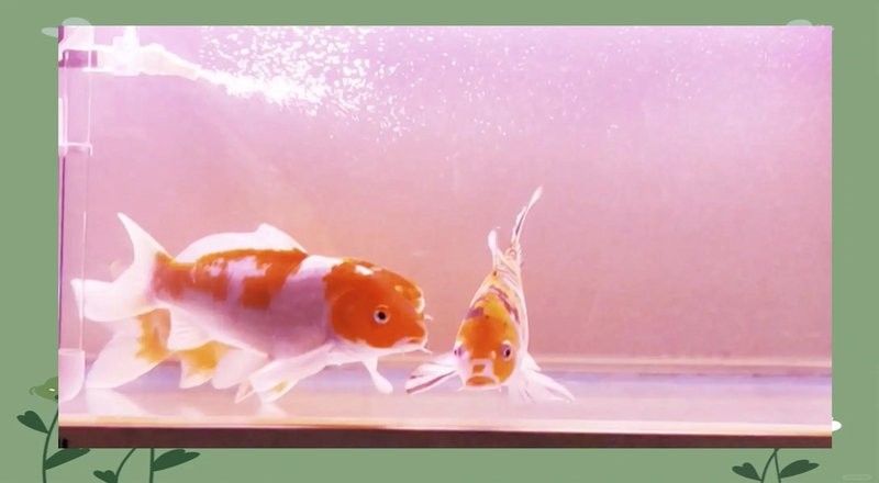 如何預防金龍魚再次吞食清道夫？