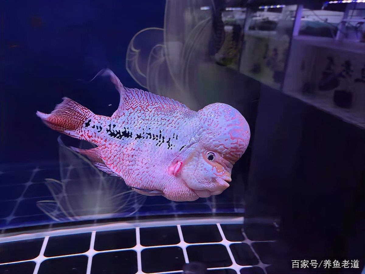 如何判斷鸚鵡魚和龍魚是否相處融洽（如何判斷鸚鵡魚和龍魚能否和諧共處） 如何判斷鸚鵡魚和龍魚是否相處融洽（如何判斷鸚鵡魚和龍魚能否和諧共處） 龍魚百科 第4張