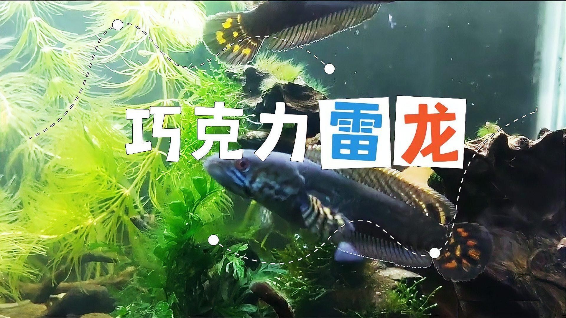 如何區分七彩雷龍的不同品種？（如何區分七彩雷龍的不同品種）