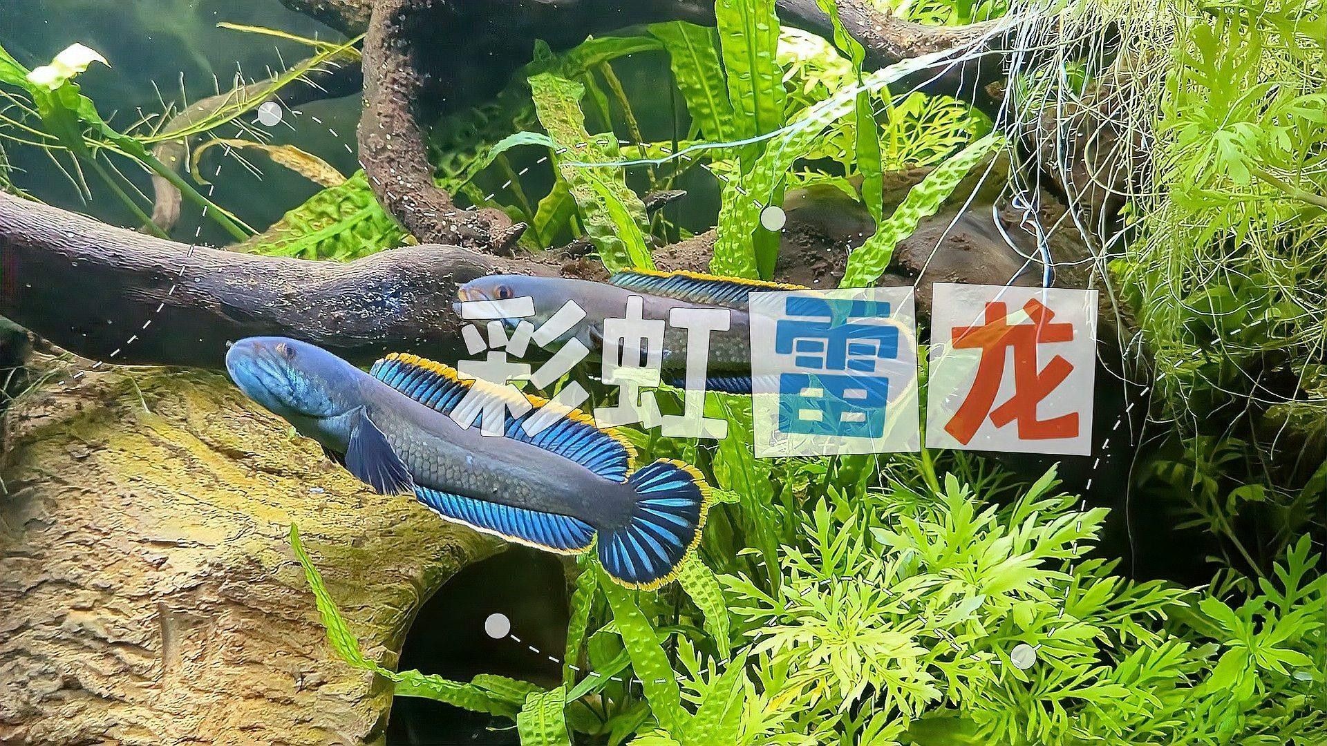 如何區分七彩雷龍的不同品種？（如何區分七彩雷龍的不同品種）