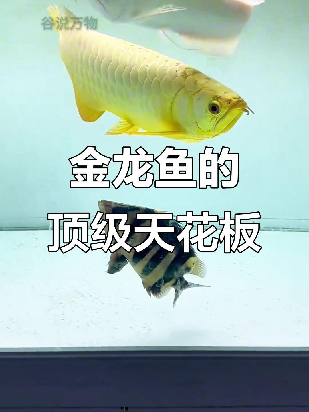 黃山金龍魚最稀有的三個品種（黃山地區(qū)金龍魚最稀有的三個品種） 黃山金龍魚最稀有的三個品種（黃山地區(qū)金龍魚最稀有的三個品種） 觀賞魚百科 第1張
