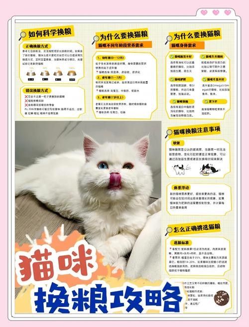 龍貓換糧后應(yīng)該如何科學(xué)喂養(yǎng)？（貓換糧后的科學(xué)喂養(yǎng)是確保它們健康和幸福的關(guān)鍵，以下指導(dǎo)原則）