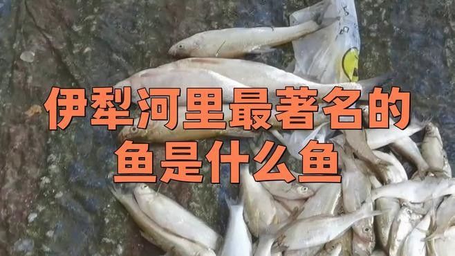 <strong><mark>伊犁</mark></strong>河有什么魚（<strong><mark>伊犁</mark></strong>河的主要魚類介紹）