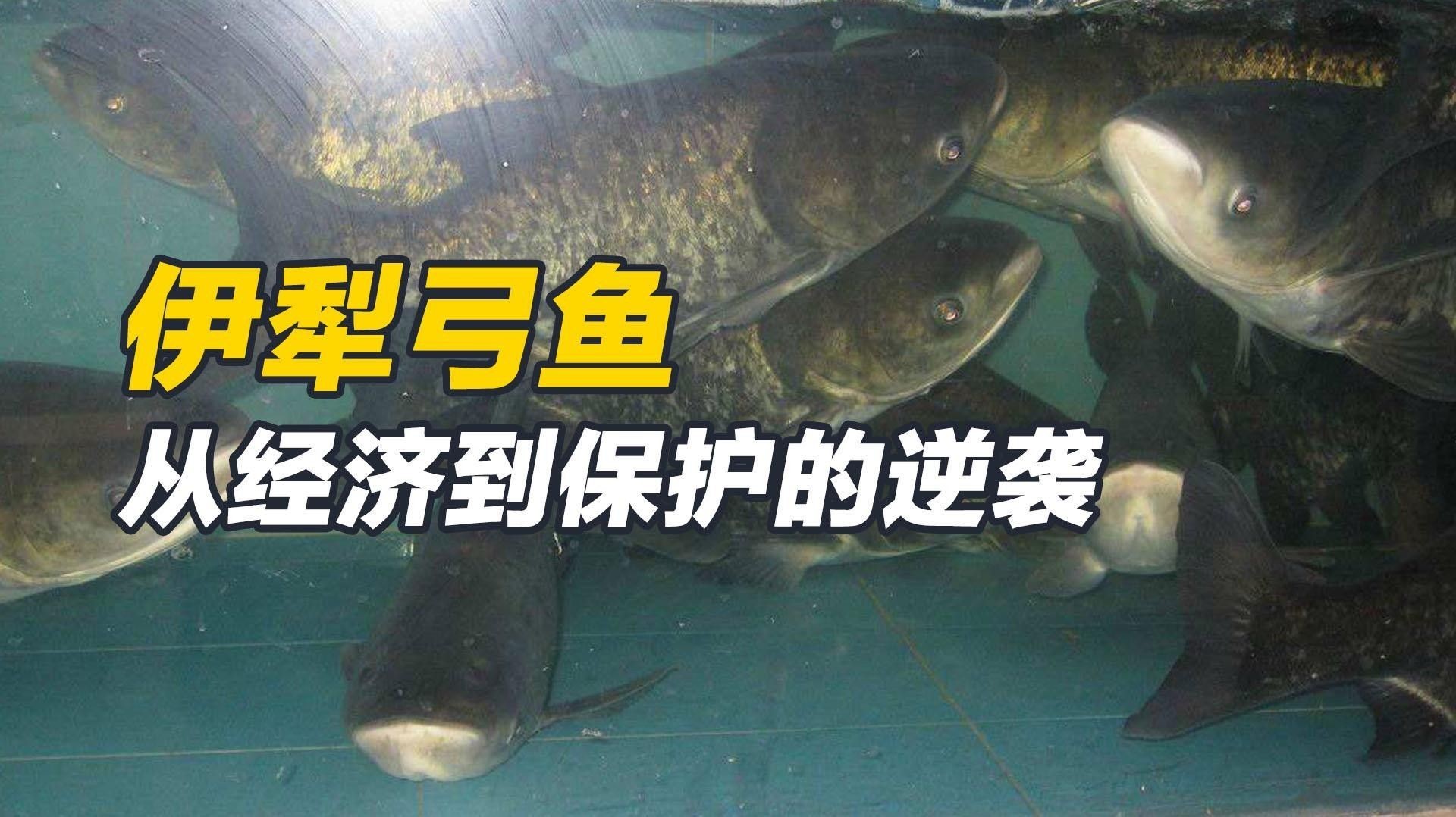 伊犁河有什么魚（伊犁河的主要魚類介紹）