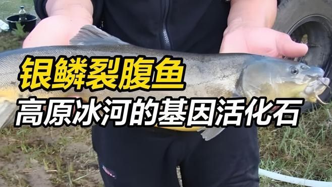 伊犁河有什么魚（伊犁河的主要魚類介紹）