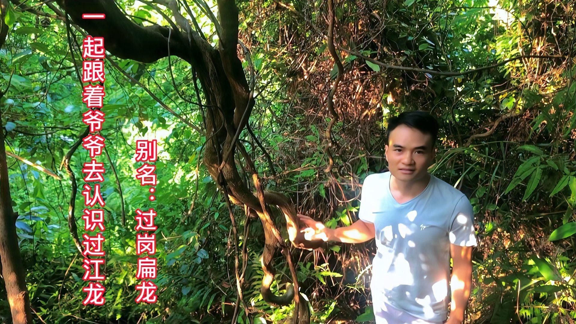 過(guò)江龍是什么龍（劉備夢(mèng)見(jiàn)一位神人告訴他：“過(guò)江龍”是傳說(shuō)中的過(guò)江龍）