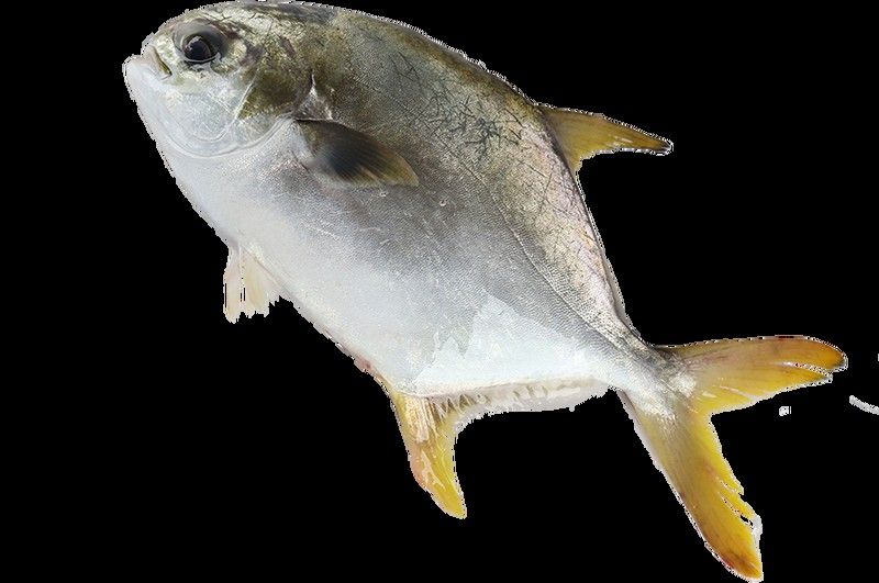 陽江龍利魚鮮活海鮮（陽江人的第一口有多鮮）