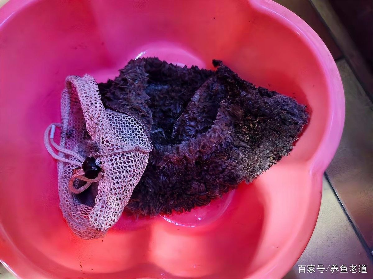 底濾缸清洗時需要注意什么？（家用魚缸如何正確清洗底濾魚缸的維護有那么難嗎） 底濾缸清洗時需要注意什么？（家用魚缸如何正確清洗底濾魚缸的維護有那么難嗎） 龍魚百科 第6張