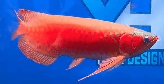 如何降低龍魚眼睛手術的風險
