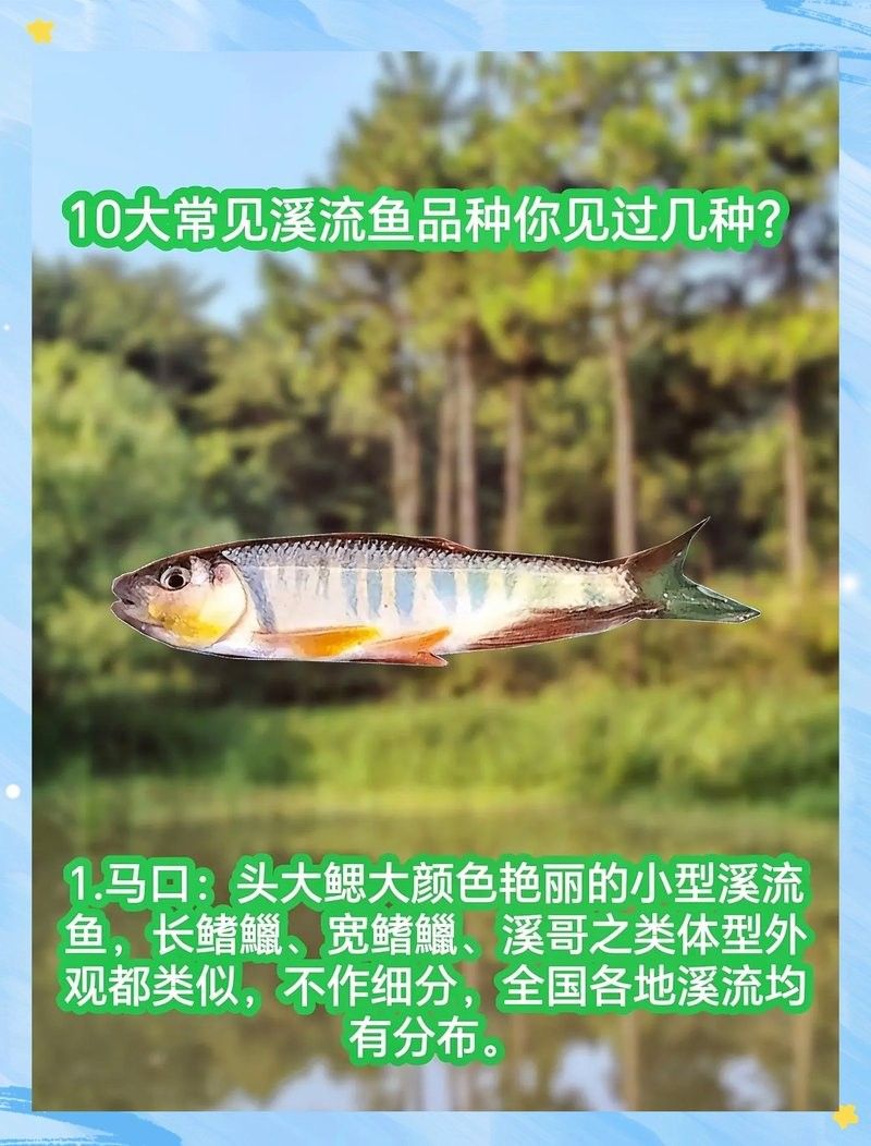 小魚品種大全（“小魚品種大全”：16種最適合新手養的小魚品種）