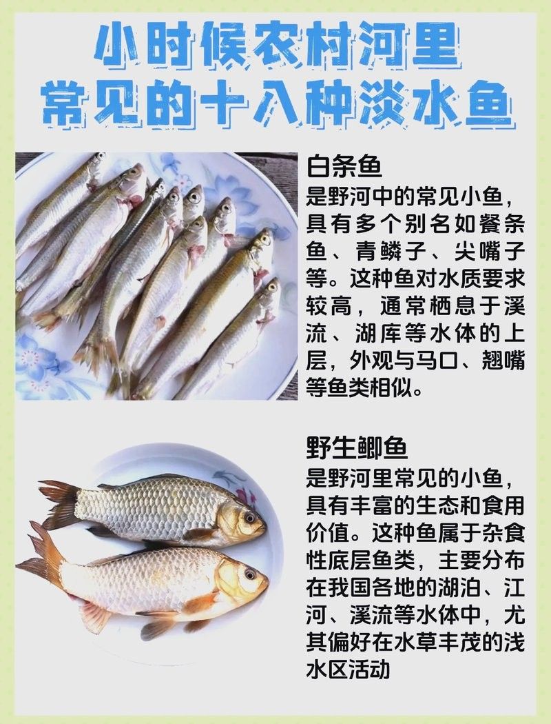 小魚品種大全（“小魚品種大全”：16種最適合新手養的小魚品種）