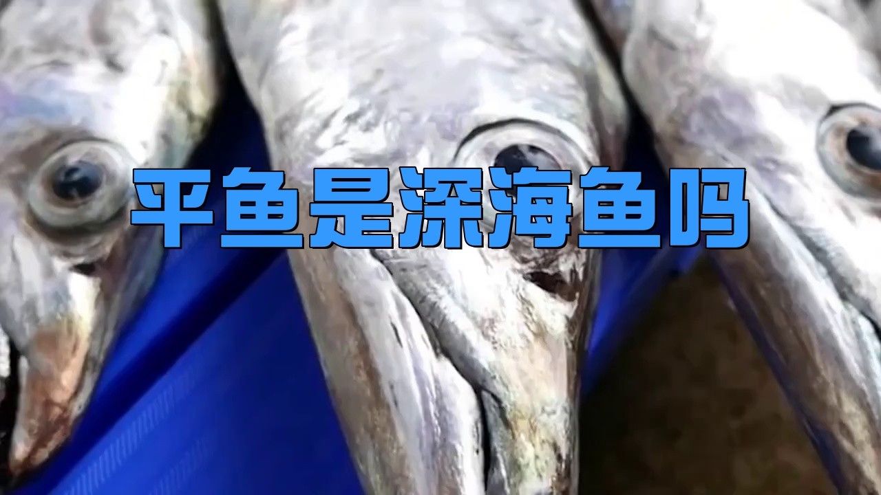 平魚是哪里產(chǎn)的（平魚是深海魚嗎）