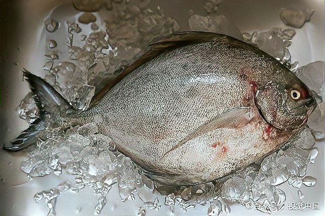 平魚是哪里產(chǎn)的（平魚是深海魚嗎）