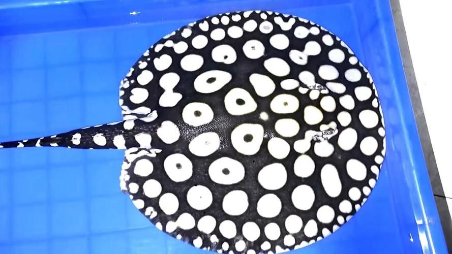 魟魚屬于哪個檔次（如何飼養魟魚）