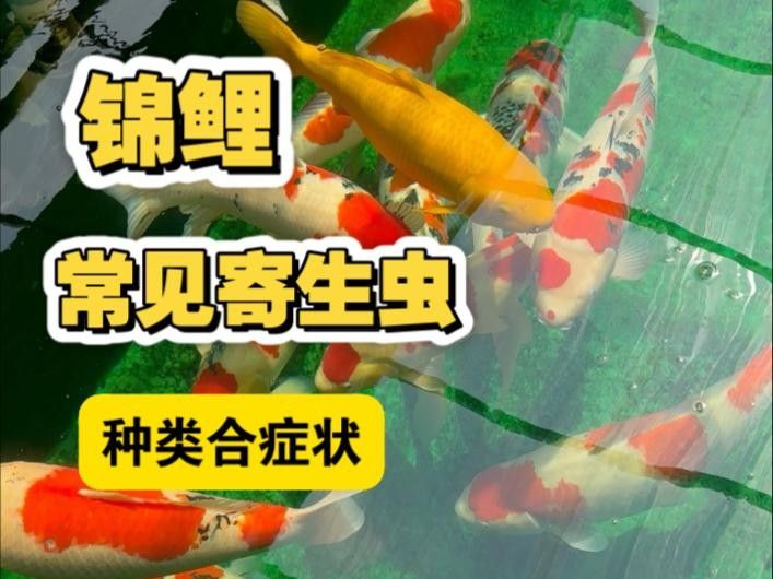魚鰓寄生蟲（春季魚鰓寄生蟲中華蚤如何防治這些方法你必須知道） 魚鰓寄生蟲（春季魚鰓寄生蟲中華蚤如何防治這些方法你必須知道） 觀賞魚百科 第3張
