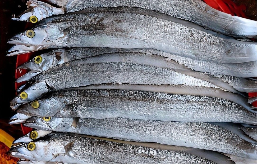 魚鰓寄生蟲（春季魚鰓寄生蟲中華蚤如何防治這些方法你必須知道） 魚鰓寄生蟲（春季魚鰓寄生蟲中華蚤如何防治這些方法你必須知道） 觀賞魚百科 第5張