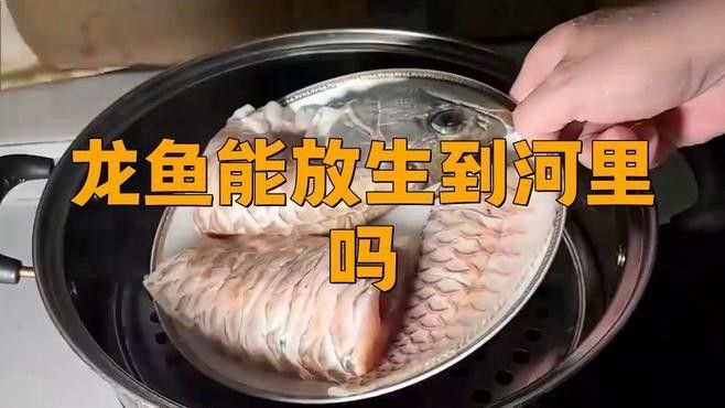 如何合法地放生龍魚？（/龜池門票多少錢/龜池門票多少錢） 如何合法地放生龍魚？（/龜池門票多少錢/龜池門票多少錢） 龍魚百科 第1張