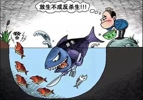 如何合法地放生龍魚？（/龜池門票多少錢/龜池門票多少錢） 如何合法地放生龍魚？（/龜池門票多少錢/龜池門票多少錢） 龍魚百科 第4張